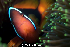 TOMATO
Tomato clownfish
Orchid Island Taiwan by Mickle Huang 